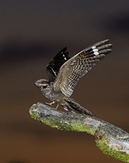 Nightjar Caprimulgus europaeus Norfolk