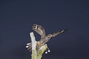 Nightjar Caprimulgus europaeus male on song post North Norfolk June Nightjar Caprimulgus europaeus male on song post North Norfolk June