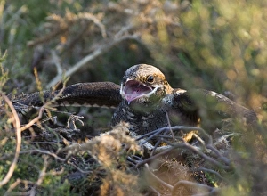 Nightjar Caprimulgus europaeus at nest in threat display towards advancing Adder Nightjar Caprimulgus europaeus at nest in threat display towards advancing Adder
