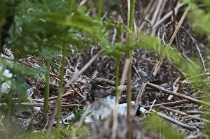 Nightjar Prints: Nightjar Caprimulgus europaeus Norfolk