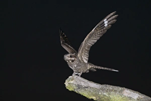 Nightjar Caprimulgus europaeus Norfolk July