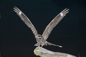 Nightjar Caprimulgus europaeus Norfolk July