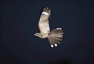 Nightjar Caprimulgus europeaea male in display flight North Norfolk June Nightjar Caprimulgus europeaea male in display flight North Norfolk June