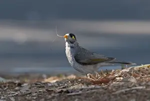 Images Dated 17th September 2009: Noisy Miner Manorina melanocephala collecting nest material Queensland Australia