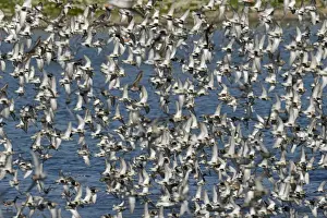 Waders Prints: norfolk wader waders flock group flight fly flying