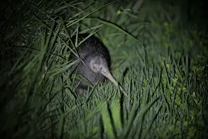 New Zealand Prints: Northern Brown Kiwi, Apteryx mantelli Kerikeri North Island New Zealand