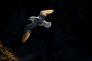 Fulmar Fulmarus glacialis Shetland June