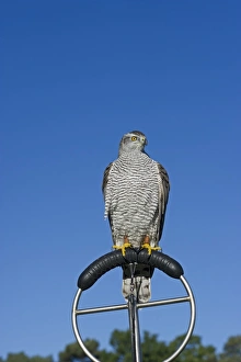 Northern Goshawk Accipiter gentilis falconers bird Lincolnshire Northern Goshawk Accipiter gentilis falconers bird Lincolnshire