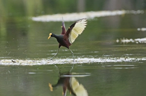 Tikal Prints: Northern Jacana Jacanas spinosa Tikal Guatemala