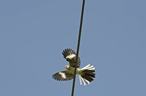 Northern Mockingbird Cape May New Jersey USA spring