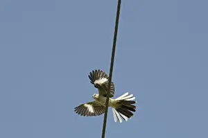 Northern Mockingbird Cape May New Jersey USA spring