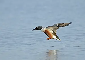 Cley Prints: Northern Shoveler Anas clypeata male Cley Norfolk May