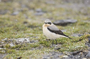 Northern Wheatear oenanthe oenanthe male April