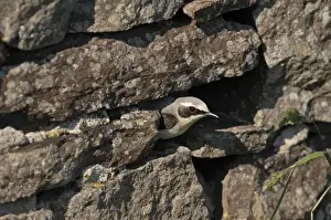 Shetland Prints: Northern Wheatear, Oenanthe oenanthe male coming out of nest Shetland June