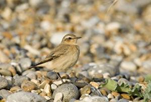 Northern Wheatear Oenanthe oenanthe migrant in winter plumage Salthouse Norfolk UK