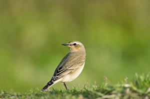 Northern Wheatear Oenanthe oenanthe migrant in winter plumage Salthouse Norfolk UK