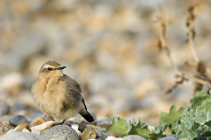 Northern Wheatear Oenanthe oenanthe migrant in winter plumage Salthouse Norfolk UK