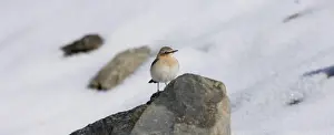 Northern Wheatear Oenanthe oenanthe migrant female in snow Georgia April