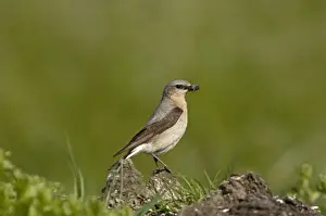 Shetland Prints: Northern Wheatear, Oenanthe oenanthe Shetland June