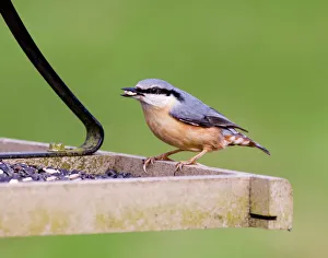 Editor's Picks: Nuthatch on bird table Kent UK winter