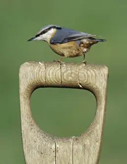 Images Dated 2008: Nuthatch Sitta europaea on garden fork handle Kent UK winter