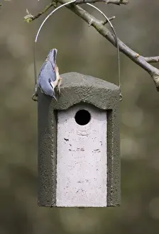 Nuthatch Sitta europaea inspecting tit nest box Kent spring