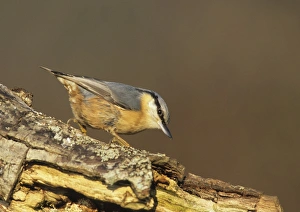 Images Dated 2008: Nuthatch Sitta europaea Kent UK winter