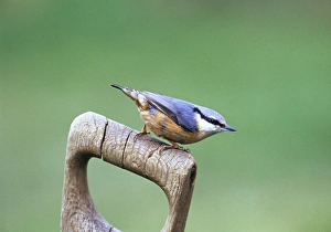 Nuthatch, sitta europea, on garden fork handle, Kent, UK
