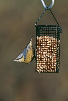 Nuthatch, Sitta europea, on garden nut feeder, Kent, UK, winter
