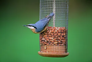 Bird Prints: Nuthatch, Sitta europea, on garden nutfeeder, Kent, UK, winter
