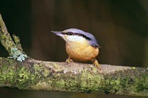 Images Dated 19th July 2009: Nuthatch, sitta europea, Kent, UK