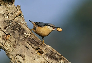Nuthatch, sitta europea, Kent, UK