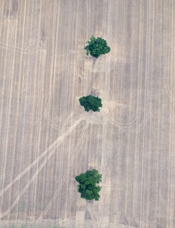 Trees Prints: Three Oak Trees in stubble field Norfolk October