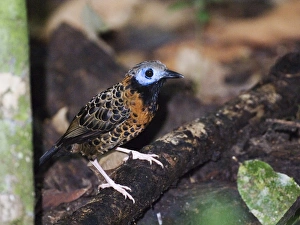 Ocellated Antbird (Paenostictus m. mclannani) Pipeline Road Panama Ocellated Antbird (Paenostictus m. mclannani) Pipeline Road Panama