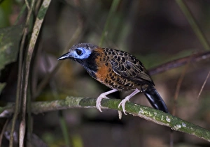 Ocellated Antbird Phaenostictus mcleannani feeding around ant swarm along Pipeline Ocellated Antbird Phaenostictus mcleannani feeding around ant swarm along Pipeline