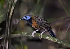 Ocellated Antbird Phaenostictus mcleannani feeding around ant swarm along Pipeline