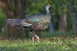 Gamebird Prints: Ocellated Turkey Agriocharis ocellata magnificent Tikal Guatemala