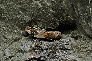 Oilbird Steatornis caripensis Ecuador