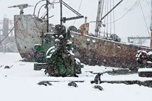 South Georgia Prints: Old Whaling Ship the Petrel and Gentoo penguins at old whaling station of Grytviken