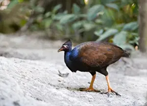 Queensland Prints: Orange-footed Scrub Fowl Megapodius reinwardt N Queensland Australia November