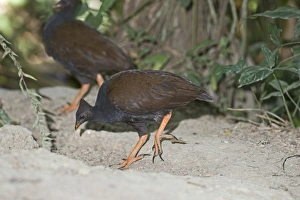 Orange-footed Scrubfowl Megapodius reinwardt Queensland Australia October Orange-footed Scrubfowl Megapodius reinwardt Queensland Australia October