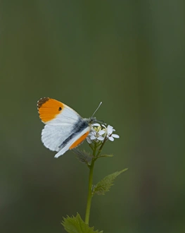 Butterfly Prints: Orange Tip Butterfly Ferry Wood Norfolk