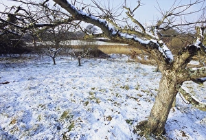 Kent Prints: Orchard in winter Kent