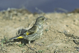 Asia Prints: Oriental Greenfinch Hebei China May