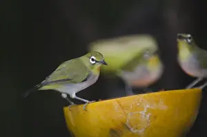 Garden Prints: Oriental White-eye, Zosterops palpebrosus feeding on fruit in garden Singapore