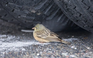 Ortolan Bunting Emberiza hortulana female migrant sheltering under wheel of lorry Ortolan Bunting Emberiza hortulana female migrant sheltering under wheel of lorry