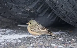 Snowing Prints: Ortolan Bunting Emberiza hortulana female migrant sheltering under wheel of lorry
