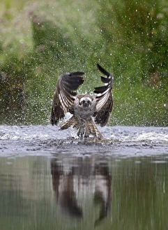Osprey Pandion Haliaeetus emerging from loch with no fish Scottish Highlands July Osprey Pandion Haliaeetus emerging from loch with no fish Scottish Highlands July