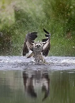 Raptor Prints: Osprey Pandion Haliaeetus emerging from loch with no fish Scottish Highlands July