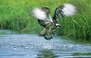 Osprey, Pandion haliaeetus, exploding out of water with a trout, Finland, summer